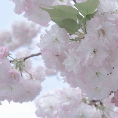 阳高福瑞交流群